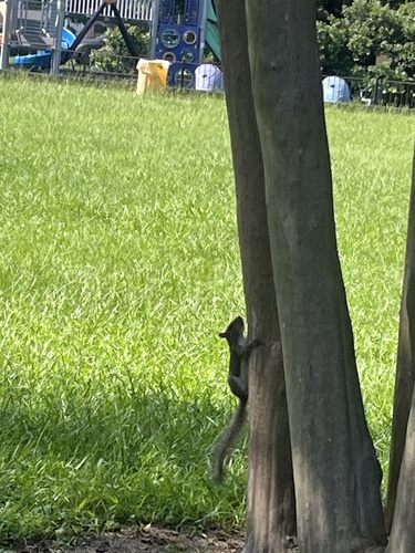 Eastern Gray Squirrel