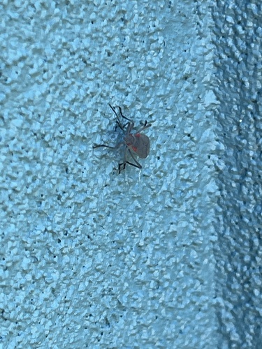 Red-shouldered Bug