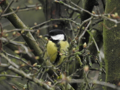 Parus major