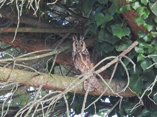 Long-eared Owl