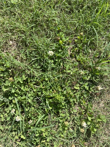 white clover