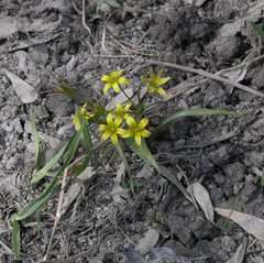 Gagea granulosa