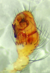 Theridion lawrencei