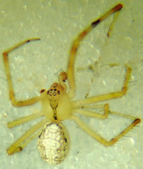 Theridion lawrencei