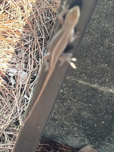 Anole