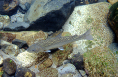 Salvelinus confluentus