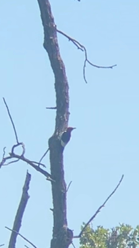 Red-headed Woodpecker
