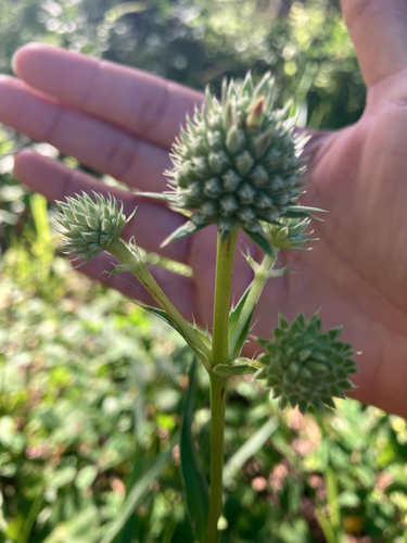 rattlesnake master