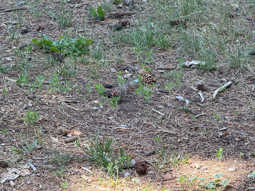 Chipping Sparrow