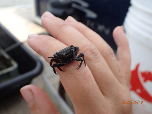 Pachygrapsus gracilis observed 2026-06-19