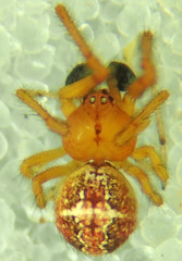 Theridion michelbacheri