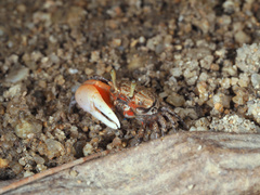 Austruca annulipes