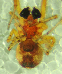 Theridion michelbacheri