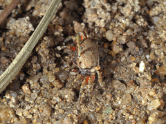 Austruca annulipes
