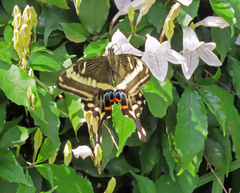 Papilio ophidicephalus
