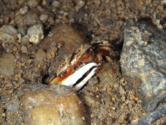 Austruca annulipes