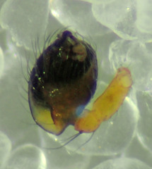 Theridion michelbacheri