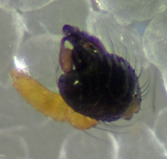 Theridion michelbacheri