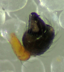 Theridion michelbacheri