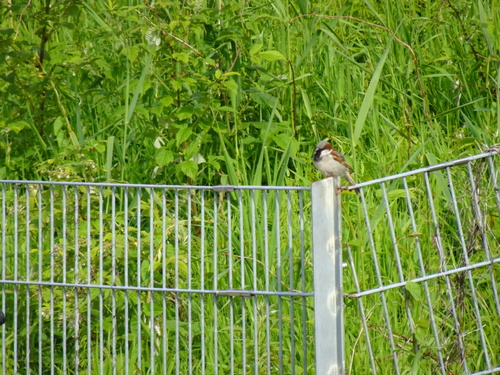 House Sparrow
