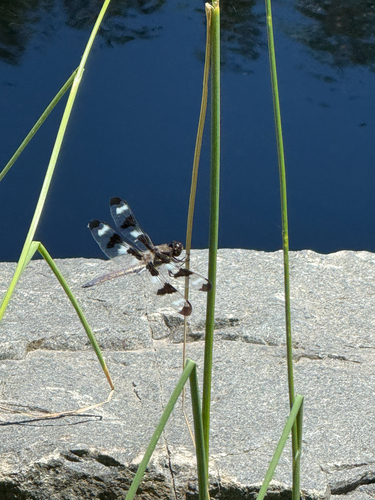 Twelve-spotted Skimmer