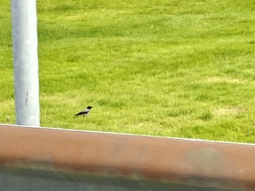 Hooded Crow
