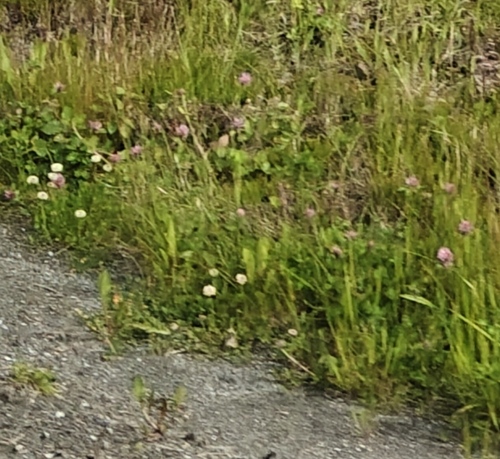 Red Clover