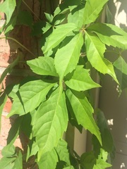 Parthenocissus quinquefolia
