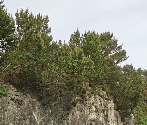 Scots pine