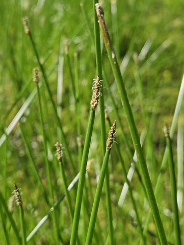 Eleocharis gracilis observed 2026-06-19