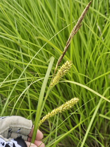 Carex lacustris, photograph 6