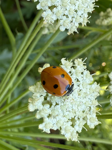 Seven-spotted Lady Beetle
