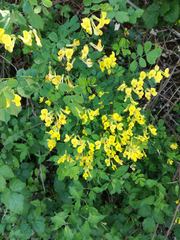 Hippocrepis emerus