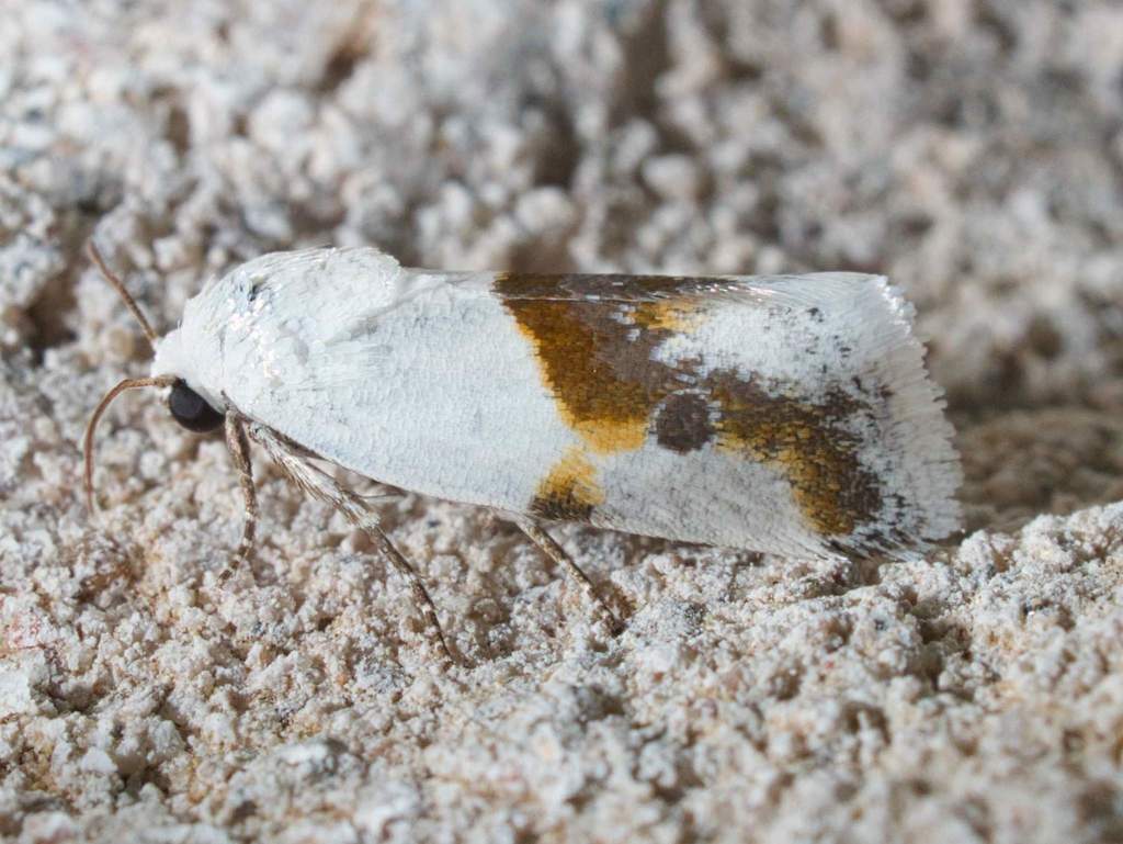 Ponometia
