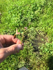 Trifolium variegatum variegatum