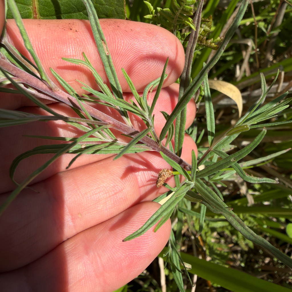 Epilobium leptophyllum; photograph (c) Summit Metro Parks, some rights reserved (CC BY)