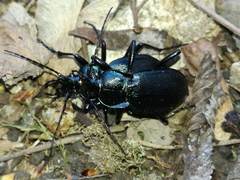 Carabus catenulatus