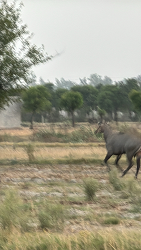 Nilgai
