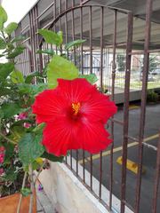 Hibiscus