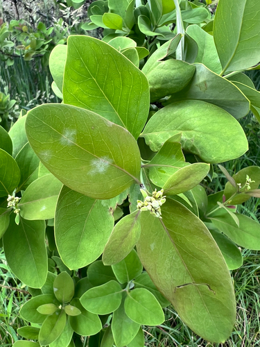 Santalum paniculatum observed 2026-06-14