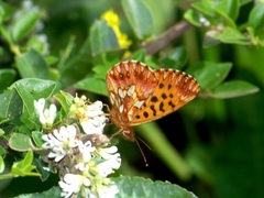 Boloria gong