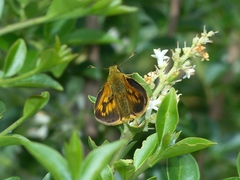 Ochlodes thibetana