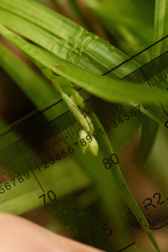 Carex abscondita, 2026-05-28