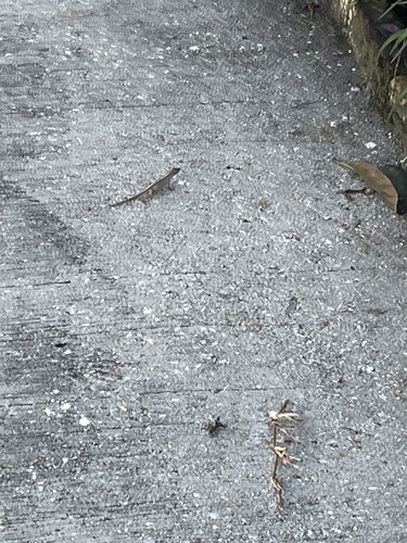 Brown Anole