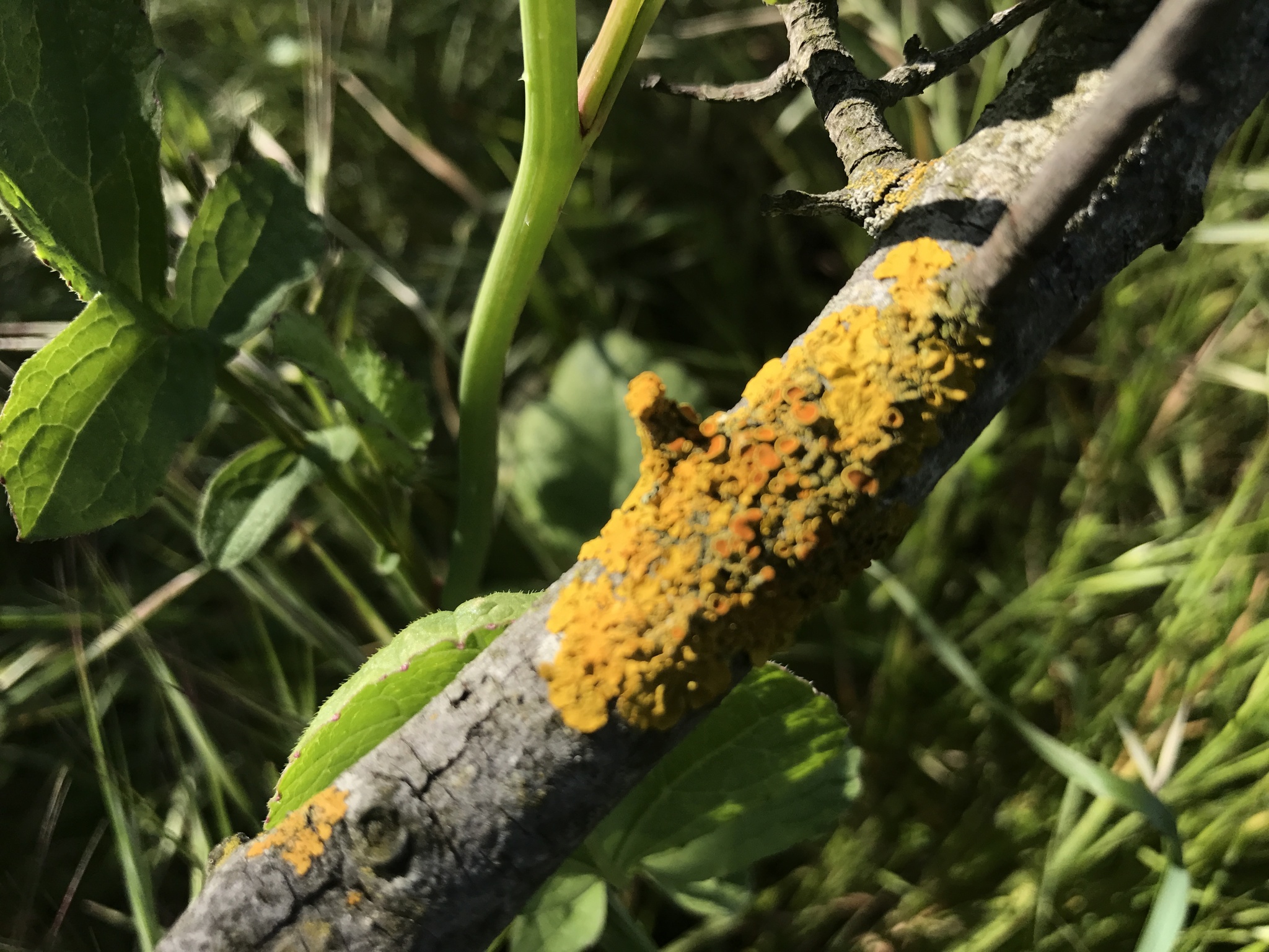 Xanthoria parietina var. parietina image