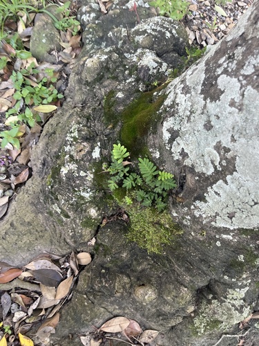 resurrection fern