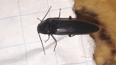 Melanotus castanipes