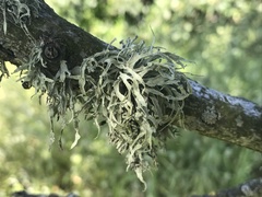 Ramalina leptocarpha