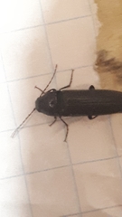 Melanotus castanipes