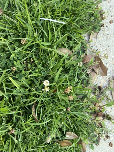 white clover